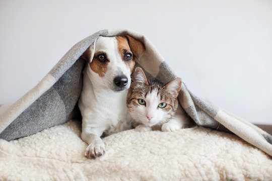A Jack Russell and a tabby cat curled up together under a soft grey blanket